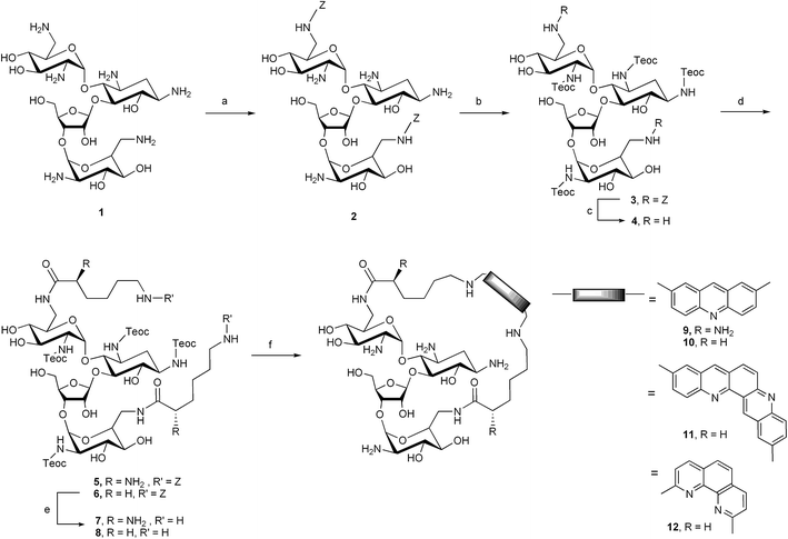 
            Reagents and conditions: (a) N-(Z)-5-norbornene-2,3-dicarboximide, TEA, DMSO–H2O (10 : 1), rt, 12 h, 51%; (b) Teoc-p-nitrophenyl carbonate, TEA, dioxane–H2O (3 : 1), 55 °C, 48 h, 87%; (c) H2, Pd/C (10%), MeOH–H2O (9 : 1), rt, 2 h, 81%; (d) EDCI/HOAt, TEA, DMF and Nα-(Boc)–Lys(Z)–OH or N-(Z)-capronic acid, rt, 12 h, 92% for 5, 86% for 6; (e) H2, Pd/C (10%), MeOH–H2O (9 : 1), rt, 2 h, 92% for 7, 94% for 8; (f) i) TEA, DCM–MeOH (1 : 1) and 2,5-bis(dicarboxaldehyde)acridine or dibenzo[b,j][1,7]phenanthroline-2,10-dicarboxaldehyde or 2,9-bis(dicarboxaldehyde)-1,10-phenanthroline, rt, 4 d; ii) NaBH4, DCM–MeOH (1 : 1), rt, 2 h; iii) TFA–DCM (1 : 1), rt, 1 h, 29% for 9, 42% for 10, 37% for 11, 12% for 12.