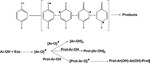 a) Phenyl radical resonance forms; b) phenyl radical reactivity in the presence of other phenols and phenol-containing proteins.