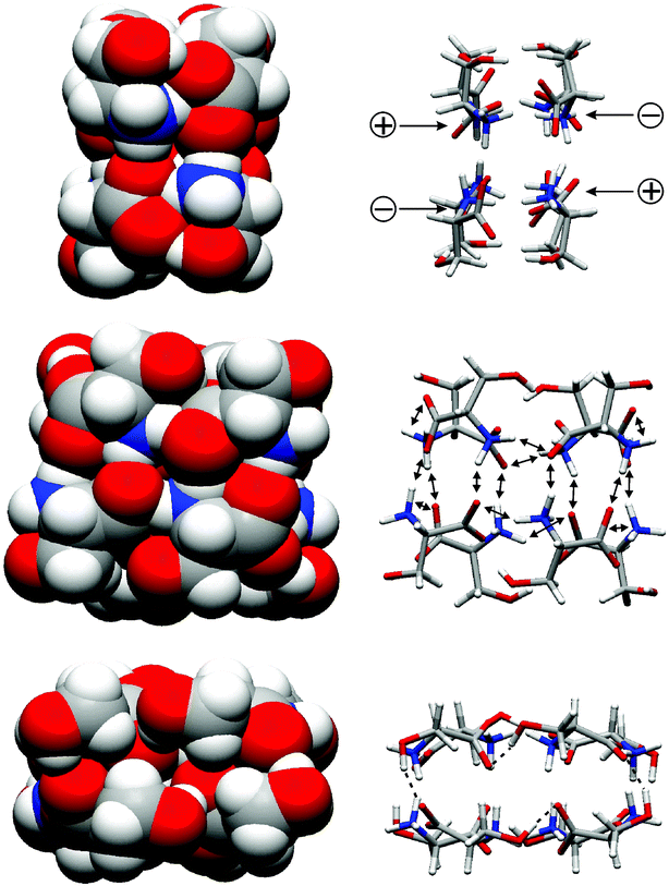 A serine octamer cluster built from zwitterionic l-serine molecules. Left: space-filling representation. Right: favourable interactions (electrostatic attraction, hydrogen bonds) holding the cluster together. Bottom: view showing a cyclic array of hydrogen bonds connecting the serines' OH groups with carboxylates from adjacent serines. Changing the stereochemistry of only one serine will disconnect this array and thus destabilise heterochiral forms.