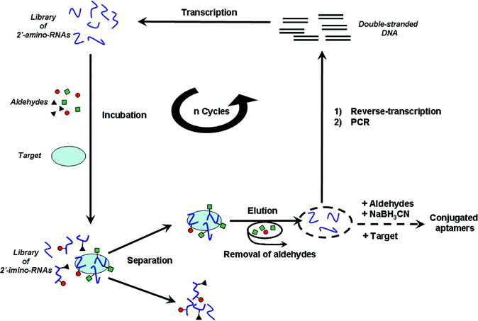 Schematic representation of the in vitro selection process.