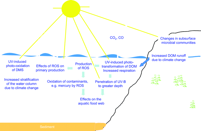 Diagrammatic representation of the effects of increased UV-radiation and climate change on biogeochemical cycles.