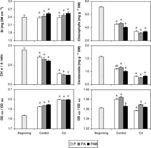 Final values of sclerophylly index (SI), chlorophyll and carotenoid concentrations, Chl a/b ratio, and two pigment indices (OD430/OD665 and OD430/OD410) in the two culture media (control and Cd) and under the three radiation regimes (P, PA and PAB). Different letters indicate significant differences (at least P < 0.05) between the radiation regimes for each culture medium. Initial values of variables are also included. Means ± SE are shown.