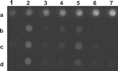 Dot blot of DNA from plasmid pBSK and from the liverwort (at the end of the culture period) showing the presence of thymine dimers. Lane a (1–7) corresponds to increasing concentrations (1, 2, 3, 4, 5, 8 and 10 ng) of plasmid DNA irradiated with UV-C (calibration lane). In lane b, columns represent 1 µg samples of liverwort DNA from the Cd medium (column 2, PAB; 3, PA; 4, P) and from the control medium (column 5, PAB; 6, PA; 7, P). Lanes c and d (columns 2–7) are replicates of lane b. In the position c1, a 1 µg sample of non-irradiated plasmid DNA is located.