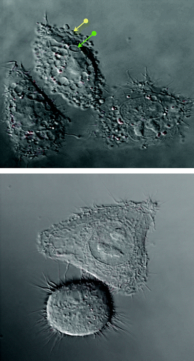 Combined confocal fluorescence and DIC images of: (A) A post PDT image of phthalocyanine-nanoparticle conjugates internalised within HeLa cells following 6 h incubation and (B) ‘Healthy’ HeLa cells—with no nanoparticle conjugates. The cellular morphology in (A) shows the presence of blebs (yellow arrow) and vacuoles (green arrow), structures which are absent in the none PDT treated cells shown in (B).