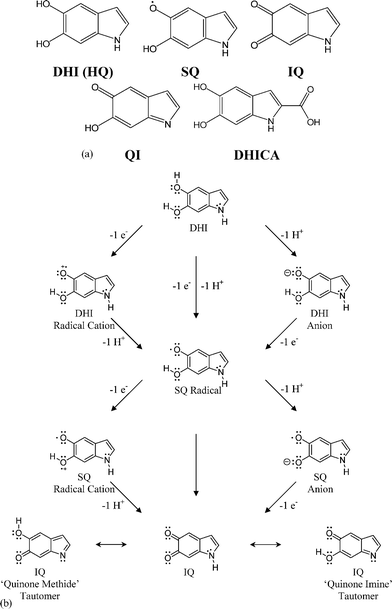 5,6-Dihydroxyindole (DHI), its oxidized forms (SQ, IQ and QI), and 5,6-dihydroxyindole, 2-carboxylic acid (DHICA): the key monomeric building blocks of eumelanin. Note, the QI, the quinone imine (a two electron oxidation product of DHI, and a tautomer of IQ) is often mislabelled26 as the SQ radical, which is a single electron oxidation product of DHI (see for example the work of Bolivar-Marinez et al.,35 and the earlier (pioneering) work of Galvao and Caldas36 for the lineage of this mislabelling). Fig. 1b Isomerism, redox chemistry and tautomers for DHI, SQ and IQ.