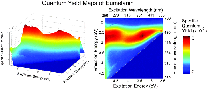 Specific quantum yield map for synthetic eumelanin: the fraction of photons absorbed at each excitation wavelength that are emitted at each emission wavelength. Two peaks are evident and limiting values at high- and low-emission are observed. These maps show the fate of each photon absorbed relative to the limited emission that occurs in eumelanins. The specific quantum yield can be calculated from Q(λex,λem) = I*d(λex,λem)/C(1 − e−α(λex)dex) where I*d is the measured emission intensity corrected for probe beam attenuation and re-absorption as per ref. 6, λex and λem are respectively the excitation and emission wavelengths, α is the absorption coefficient as a function of the excitation wavelength, and dex is the width of the excitation volume. The traditional radiative quantum yield is then given by ϕ(λex) = (1/C)(∫I*d(λex,λem)dλem/(1 − e−α(λex)dex)). Note that the factor 1/C is a normalising parameter dependent only on the system geometry and the detector sensitivity. This can be found by measurement of a quantum yield standard such as quinine or rhodamine 6G. Data from ref. 19.