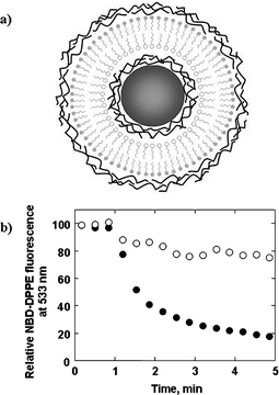 (a) Illustration of a templating core particle LbL-coated with several precursor polyelectrolyte layers, followed by an asymmetric lipid bilayer membrane (i.e., a lipid membrane where the inner and outer layers of the bilayer comprise different lipid molecules), followed by several additional polyelectrolyte layers. (b) Relative NBD-DPPE fluorescence at 533 nm as a function of time for MF particles coated with a polyelectrolyte-supported asymmetric lipid bilayer where DHP (containing 3 mol% NBD-DPPE) forms the inner (open circles) or outer (closed circles) layer of the bilayer membrane. In both cases, NBD-DPPE is embedded in the DHP layer and DDAB forms the alternate lipid layer. Sodium hydrosulfite (Na2S2O4), a compound capable of quenching the fluorescence of lipid probe molecules located in the outer layer of lipid membranes only as it cannot diffuse across lipid bilayers, was added to the particle dispersions after 1 min. For the particles where DHP forms the outer layer of the asymmetric lipid bilayer, the lipid probe fluorescence undergoes a rapid decrease upon Na2S2O4 addition (ca. 80% within 4 min), which confirms that the majority of the NBD-DPPE, and in turn the DHP, resides in the outer layer of the lipid membrane. For the particles where DHP forms the inner layer of the asymmetric lipid bilayer, the lipid probe fluorescence undergoes a relatively minor decrease upon Na2S2O4 addition (ca. 20% within 4 min), confirming that the majority of the NBD-DPPE, and hence the DHP, resides in the inner layer of the lipid membrane. No apparent change in the emission properties of the two systems was observed after 72 h, indicating that the asymmetry of the lipid bilayers is maintained for days after preparation.