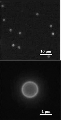 Fluorescence microscope images of MF core–PSS–PAH shell particles coated with DLPE and functionalized with antibodies, mouse IgG (primary antibody) and FITC-labelled rabbit anti-mouse IgG (secondary antibody). The fluorescence observed originates from the FITC label on the secondary antibody.