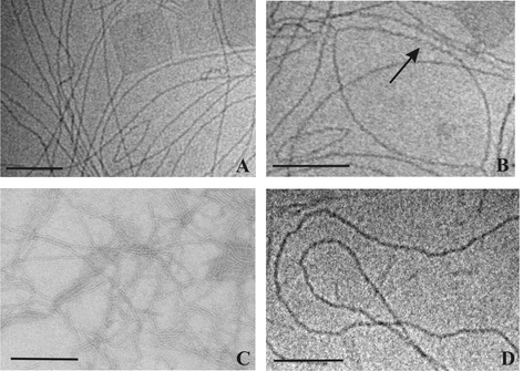 Cryo-electron micrographs of an aqueous suspension of 0.3 mg ml−1 Me2PE-C32-Me2PE (pH 5) quenched from room temperature (with two different magnifications, A and B) and from 75 °C (D). The arrow points to an apparent helical structuring of the fibers. (C) shows a TEM image of an aqueous uranyl acetate stained suspension of 0.3 mg ml−1 Me2PE-C32-Me2PE at room temperature. The bar corresponds to 100 nm.