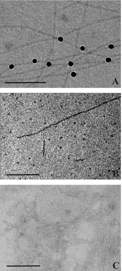 Cryo-electron micrographs of an aqueous suspension of 0.3 mg ml−1 Me2PE-C32-Me2PE (pH 10) quenched from room temperature (A) and from 75 °C (B). The black dots in (A) are 10 nm Au nanoparticles added for better focussing. The Au nanoparticles are attached to the fibers and show that their diameter is approximately 4 nm. In (B) short fiber segments and spherical aggregates are discernible. (C) shows a TEM image of an aqueous uranyl acetate stained suspension of 0.3 mg ml−1 Me2PE-C32-Me2PE at room temperature. The bar corresponds to 100 nm.