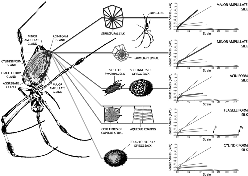 
          Nephila golden silk spider showing its silk glands as well as the use for each silk and its mechanical properties in the form of comparative experimental stress–strain plots, where the highlighted line in each graph is that of the graph label; the symbols D and W in the flagelliform graph are dry and wet respectively. We thank Chris Holland for the artwork.