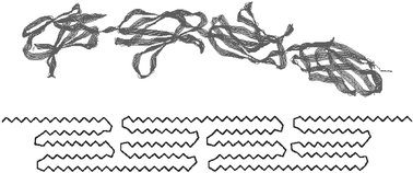 A fibroin folded chain backbone and a simplified hairpin fold morphology of spider silk.
