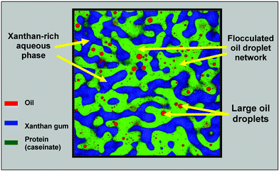 Confocal image of protein-stabilized emulsion (30 vol% oil, 1.4 wt% sodium caseinate) containing 0.05 wt% xanthan. Triple fluorescent labelling indicates locations of oil droplets (Nile Red), protein (Nile Blue) and xanthan (fluorescein-5-isothiocyanate).83 The sample (with dyes present) was stirred for 5 min in a shear cell at 1 rad s−1, and the image was captured ∼10 min after stirring ceased. Note that only the very largest of the emulsion droplets are visible, most of them being smaller than the optical resolution (∼0.5 µm). Image dimensions: 100 μm × 100 μm..