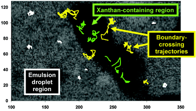 Trajectories of fluorescent colloidal particles in the phase-separating emulsion (0.05 wt% xanthan) illustrated in Fig. 11. The axis units are expressed in pixels (1 pixel = 0.183 µm). Three different types of trajectories are distinguished by colour: green, in the xanthan-rich region; white, in the oil-droplet-rich region; yellow, traversing the boundary between the different regions.83