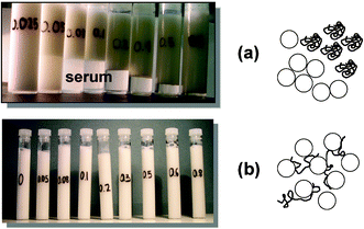 Stability of caseinate-stabilized emulsions (30 vol% oil, 45 wt% sucrose, 1.4 wt% protein) containing various concentrations of low-methoxyl pectin (0.025, 0.05, 0.08, 0.1, 0.2, 0.3, 0.5 and 0.8 wt%). Sample tubes were stored quiescently at ambient temperature for 7 days and the appearance with respect to serum separation was observed: (a) emulsions prepared and stored at neutral pH conditions (repulsive casein–pectin interactions, depletion flocculation); (b) emulsions prepared at pH = 7, acidified to pH ≈ 4 (over several hours) with glucono-δ-lactone, and then stored at low pH (favouring attractive casein–pectin interactions and emulsion bridging flocculation). The schematic diagrams illustrate the two flocculation mechanisms. (Adapted from ref. 95.)