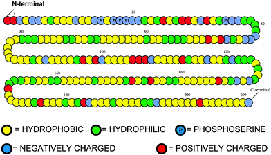 Representation of the primary sequence of β-casein as a copolymer composed of five kinds of segments (hydrophobic, uncharged hydrophilic, negatively charged, positively charged, and phosphoserine).