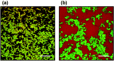 Confocal micrographs captured at 25 °C for an oil-in-water emulsion (20 vol% oil, 13.2 wt% β-lactoglobulin in aqueous phase) containing Tween 20 at surfactant/protein molar ratio R = 2: (a) before heating; (b) after heating (85 °C for 30 min).44 The sample was stained with Nile Blue for protein (appears as red colour) and Nile Red for oil (appears as green colour). The yellow appearance of image (a) implies that the protein and oil droplets are in a closely associated state. Some large individual oil droplets in image (b) are clearly evident. Scale bar = 100 µm. (Reproduced with permission from ref. 44.)