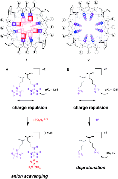 Synthetic multifunctional pore 1 with internal arginines (R, purple) scavenges internal counteranions like phosphates (red, shaded squares) to minimize charge repulsion between proximal guanidinium cations (A). Synthetic multifunctional pore 2 with internal lysines (K, magenta) does not scavenge internal counteranions because charge repulsion between proximal ammonium cations is minimized by partial deprotonation (B). As a result, pore 1 is unusually low-conducting and cation-selective, whereas pore 2 behaves as expected (high-conducting, anion-selective). Rigid-rod p-octiphenyl β-barrels 1 and 2 are shown schematically in axial view with β-sheets as solid (backbone) and dotted lines (hydrogen bonds; single-letter abbreviations. See refs 2 and 3 for specific suprastructures and general introductions to this topic. Proximal charge repulsion, but also other effects from the local environment, make the pKa's of the individual ammonium or guanidinium cations in one oligomer spread out over several units around as well as below their intrinsic pKa's. For details and specific references, also to theoretical simulations, see ref. 9).