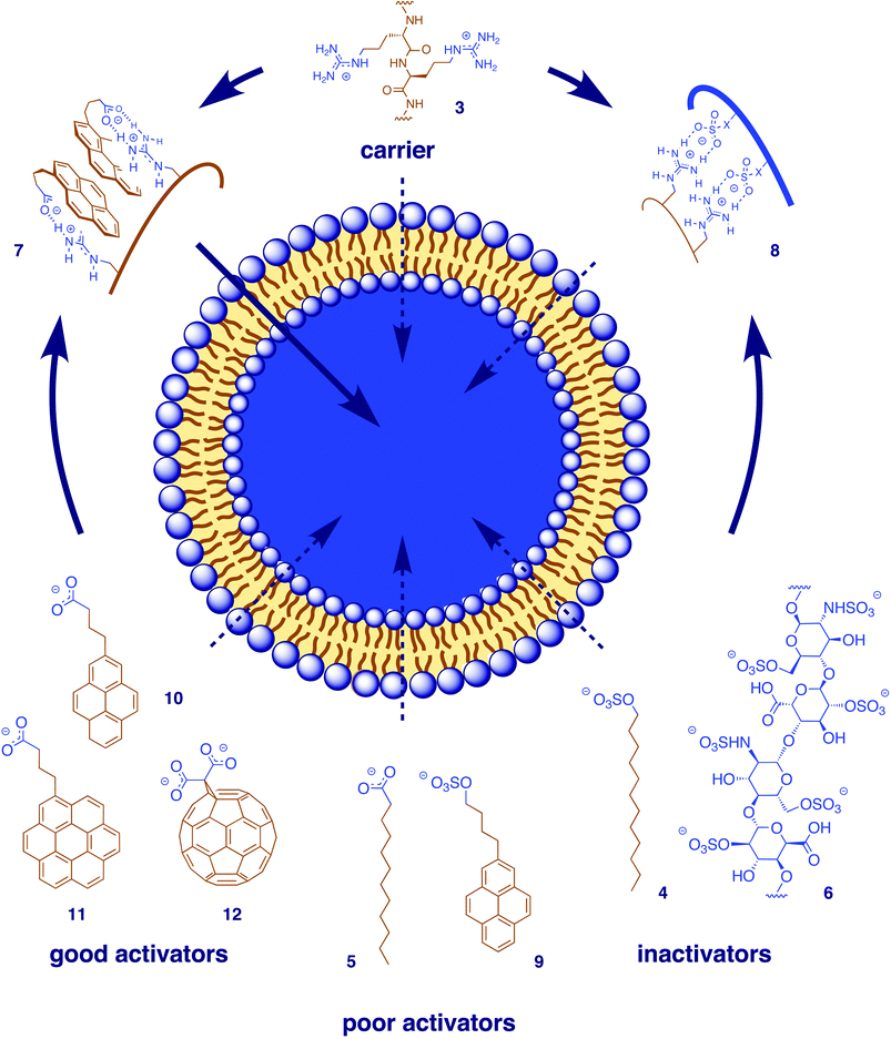 Counteranion–oligo/polyarginine complexes 7 as symbiotic anion carriers in vesicles. Aromatic carboxylates (like 10–12) are better counteranion activators than alkyl carboxylates (like 5) or alkyl and aryl sulfates (like 4 or 9), multivalent counteranions like heparin (6) or micellar SDS (4) act as inactivators because they “irreversibly” form hydrophilic counteranion–oligo/polyarginine complexes 8.