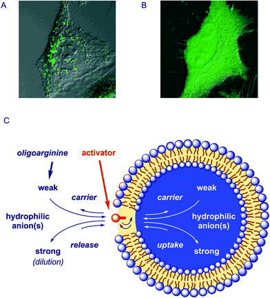 A unified view of the functions of oligoarginine–counteranion complexes (C) emerges from the comparison of results from uptake of fluorescently-labeled octaarginine into HeLa cells (A) in the absence and (B) in the presence of pyrenebutyrate with results on anion carrier activity in bulk membranes and vesicles (Fig. 2): According to the principle of Le Chatelier, anion hopping of the sticky polycation is directed toward uptake in the presence of “strong” internal hydrophilic anions, toward release in the presence of “strong” external hydrophilic anions (or repeated external dilution), and toward carrier activity in the presence of a transmembrane gradient of “weak” hydrophilic anions (and the absence of “strong” hydrophilic anions), with the counteranion activator acting in the membrane as a “translocation catalyst.” A and B are adapted with permission from ref. 6, © 2006 American Chemical Society