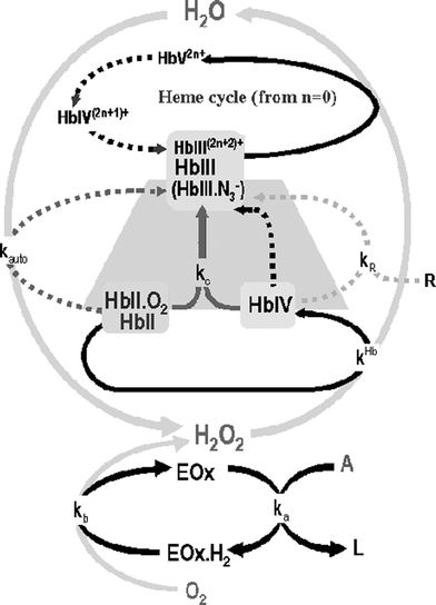 The Hb/H2O2 cycle. Throughout the paper the conventional nomenclature for hemoglobin is being used: Hb(X) refers to the total concentration of an oxidation state of the heme group and HbX refers to a particular species. The superscript charge refers to the number of amino acids which become oxidized (for example; in HbIV+ the heme group is in Fe(iv) oxidation state and one electron has been transferred from the shell to the heme). The arrows represent: black dotted line: intramolecular reduction; grey dotted line: autoxidation; grey solid line:comproportionation; light grey dotted line: external reducer; black solid line: oxidation with H2O2. Shaded zone corresponding to the reaction mechanism in the presence of azide.
