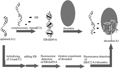 A schematic of method. Firstly, hybridizing the anti-thrombin aptamer and its complementary strand. Secondly, adding EB to the system. Finally, titration experiments of thrombin to form an EB–dsDNA–thrombin system.