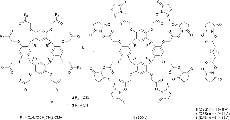 
          Reagents and conditions: (a) KOH, H2O/THF, rt; (b) (COCl)2, then N-hydroxysuccinimide, piperidinomethyl polystyrene, THF –10 °C.