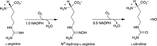 The formation of NO from l-arginine.