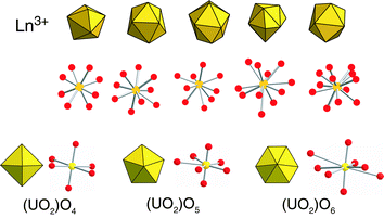 Coordination geometries for the lanthanide elements (top) and U(vi)
					(bottom). U(vi) commonly forms as the uranyl cation, UO22+, with terminal axial oxygen atoms to give rise to bipyramidal geometries.