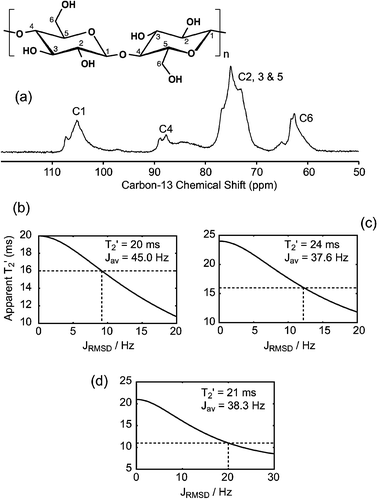(a) 13C CP-MAS spectrum of 11% 13C-enriched cellulose extracted from wood, recorded in 128 scans at 125.76 MHz (11.74 T) at the MAS frequency of 25 kHz, and using SPINAL6466 heteronuclear decoupling at the proton nutation frequency of 140 kHz. Cross polarization from protons to carbons was achieved by an adiabatic passage through the Hartmann–Hahn condition,67 with a contact time of 1 ms. (b, c, d) Numerical simulations reproducing the apparent dephasing behavior of the J-modulated components in disordered cellulose extracted from wood measured in ref. 6. The intrinsic T2′ values indicated on each plot are taken identical, as measured in ref. 6 for the mono-exponential component of each site, and the J-coupling corresponds to the fitted value on the same site. The standard deviation is then increased from 0 to 20 or 30 Hz. The expected width of the underlying J-coupling distribution is finally given by the intersection between the curve describing the evolution of the apparent dephasing time as a function of the distribution width (solid line) and the dashed line indicating the apparent T2′ measured for the J-modulated component in ref. 6. (b) For site C1, a J-distribution of standard deviation ±9 Hz could explain the apparent dephasing time of 16 ms measured for the J-modulated component, compared to 20 ms for the background component. (c) Simulation of site C4, where a standard deviation of ±12 Hz is required to explain the differences between the T2′ of the J-modulated and background components. (d) For sites C2–C3–C5, a distribution of standard deviation ±20 Hz is postulated.