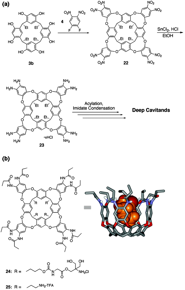 (a) General synthesis of “deep cavitands”; (b) Left: Structure of water-soluble, octaamide cavitands 24 and 25; Right: energy-minimized structure of a deep cavitand with bound cyclohexanone (some protons and the pendant alkyl groups have been omitted for clarity).