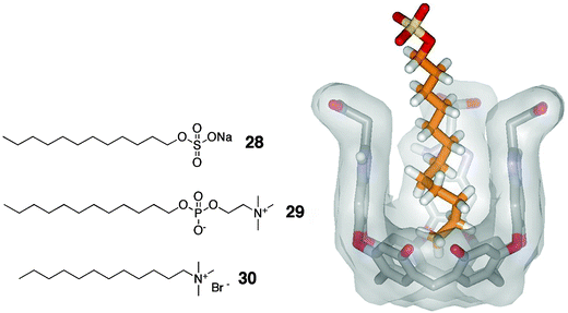 Left: Structures of SDS (28), DPC (29) and dodecyltrimethylammonium bromide (30); Right: helical SDS–cavitand26 complex in D2O showing eight carbons in a coiled conformation.