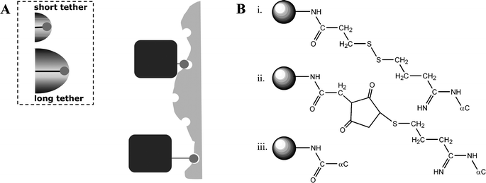A. Effect of tether length on accessibility of a BP–protein conjugate to an apatite surface. Long tethers with a larger volume of distribution (dashed box) could facilitate binding to apatite surfaces that pose topographical barriers to conjugate binding. B. Shortest tethers utilized in the construction of BP–protein conjugates. Tethers between the ε-NH2 (protein) and α-carbon (BP) are shown. Conjugates in i and ii were described in ref. 148 and 152, respectively. A hypothetical ‘zero tether’ between these two groups is also shown as a reference.