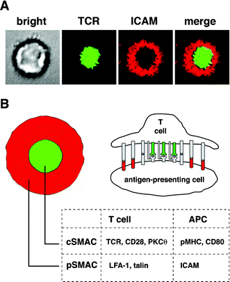 The immunological synapse. (A) Brightfield and fluorescence images of a T cell forming a synapse with a supported membrane containing GPI-linked pMHC and ICAM. (B) Schematic and cross-section of the mature synapse showing segregation of signaling molecules in the cSMAC and adhesion molecules in the pSMAC.