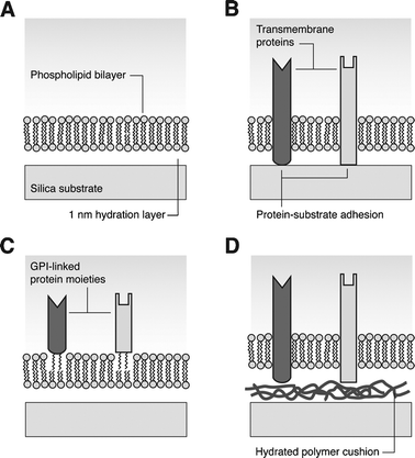 Solid-supported lipid bilayers. (A) Amphiphilic phospholipids form a bilayer separated from a hydrophilic substrate by a thin hydration layer. (B) Transmembrane proteins embedded in the bilayer adhere to the substrate and are immobilized. (C) Extracellular protein moieties coupled to GPI, incorporated in the bilayer, retain fluid properties. (D) If the bilayer is supported on a hydrated polymer cushion, transmembrane proteins remain fluid.