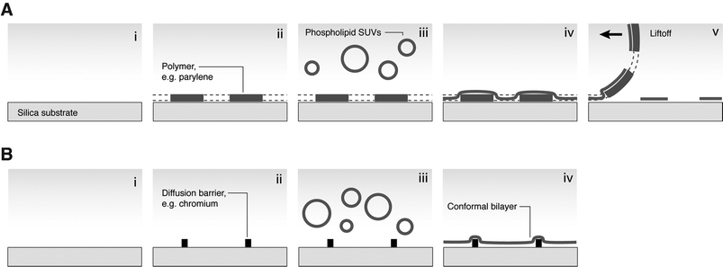 Methods of micropatterning SLBs for cell studies. (A) Polymer liftoff. (i) Hydrophilic substrate; (ii) photolithographically patterned polymer layer; (iii) SLB deposition from vesicles; (iv) conformal bilayer; (v) polymer is peeled off, leaving patterned membrane. (B) Diffusion barriers. (i) Hydrophilic substrate; (ii) barriers patterned by photo- or electron-beam lithography; (iii) SLB deposition; (iv) conformal bilayer. Lipids on barriers are immobile and lipids in corrals are unable to diffuse across barriers.