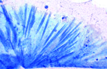 Microscopic view of needles of “Egyptian Blue” embedded in glass.
