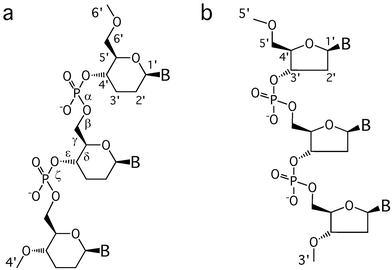 Structures of (a) homo-DNA and (b) DNA.