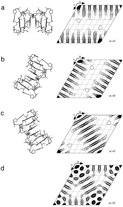 Base stacking peaks in the Patterson function of the crystal structure of the complex between [d(CGTACG)]2 and nogalamycin (two drug molecules per duplex): space group P6122, a = b = 26.3 Å, c = 100.01 Å, 3.4 Å raster. (a–c) Simulated Patterson functions (uv0 section) for hypothetical orientations of the DNA molecule in space group P1. The orientations of the molecule along a, b, and the diagonal are depicted on the left-hand side. (d) Experimental Patterson function, representing a superposition of the functions shown in panels a to c. Note the strong peaks near the origin that are the result of overlapping stacking peaks, themselves generated by duplexes lying along the directions of the crystallographic axes (see also Fig. 11a).