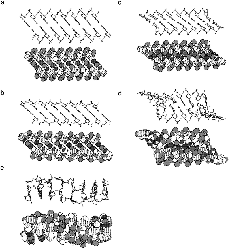 Ball-and-stick (top) and space filling (bottom) representations of homo-DNA duplex models used for molecular replacement searches. Models a to d feature a chair conformation of the hexose sugars and in model e the sugars adopt a boat conformation. Other parameters that were varied include inclination (relative orientation of helix axis or backbone and base pairs), the backbone torsion angles α and ζ as well as the glycosidic torsion angle χ. Models d and e were subjected to molecular dynamics simulations. The models are oriented with their molecular twofold rotation axis running normal to the plane of projection. Atoms are coded in the following way: .