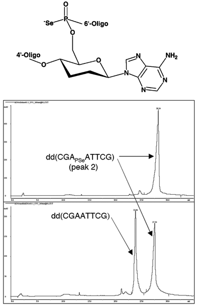 Structure and chemical stability of phosphoroselenoate homo-DNA. (top) Structure. (middle) Strong anion exchange (SAX) chromatogram of the crystallization mother liquor one month after setups with peak 2-diastereomer dd(CGAPSeATTCG) containing a single phosphoroselenoate moiety. (bottom) SAX trace of a co-injection of the all-phosphate homo-DNA dd(CGAATTCG) and the above phosphoroselenoate dd(CGAPSeATTCG) immediately after purification.