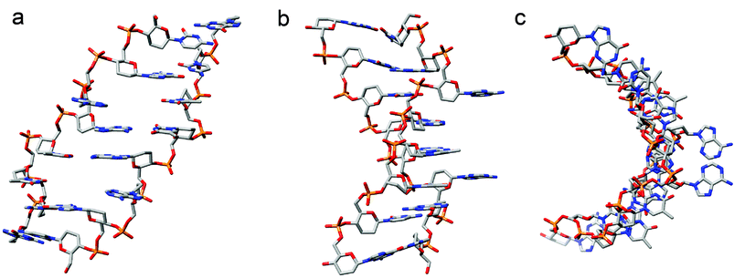 The homo-DNA duplex [dd(CGAATTCG)]2 viewed (a) roughly along the molecular dyad and perpendicular to the convex surface, (b) across convex surface (right) and minor groove (left), and (c) roughly along the helical axis. The resolution of the structure is 1.75 Å.