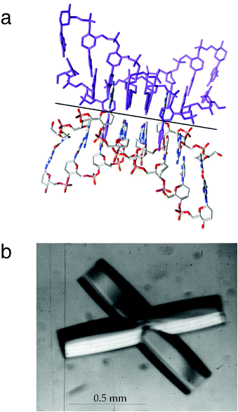 (a) Dimerization of homo-DNA duplexes in the crystal involving swapping of adenosines and formation of reverse-Hoogsteen A–T base pairs. (b) The tight crossing of homo-DNA duplexes around a crystallographic dyad (solid black line) manifests itself in the morphology of homo-DNA crystals.