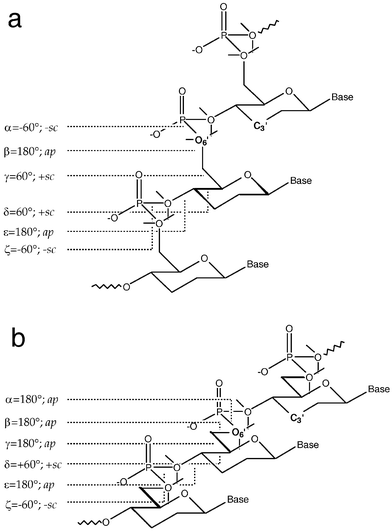 Predicted conformations of the homo-DNA backbone based on a qualitative conformational analysis of the oligonucleotide single strand.11 Ideal values of the individual torsion angles are included, along with the conformational ranges. The directions of the lone pairs of 6′-oxygen atoms are drawn with thin lines. (a) Backbone variant with a conformation of the phosphodiester group that is in accordance with the anomeric effect (α and ζ adopt −sc conformation). (b) Backbone variant with an extended conformation and α and ζ lying in the ap and −sc ranges, respectively. Note the linear “ladder-like” arrangement of the backbone, lacking helicality, and the resulting obligatory 1,5-repulsion between O6′ and C3′ in both structural models. For a value of −120° of χ, the resulting normal distances between adjacent base pairs in models a and b are 5 and 6 Å, respectively.