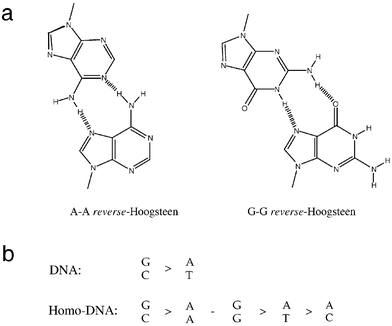 (a) Reverse-Hoogsteen type A–A and G–G base pairs in homo-DNA duplexes. (b) Relative stabilities of base pairs in DNA and homo-DNA duplexes.