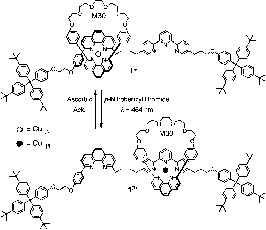 Photochemically induced switching of a metal complex-based bistable [2]rotaxane 1+/12+. Photo-induced oxidation of the Cu(i) center to Cu(ii) drives the bidentate macrocycle M30 to the terdentate terpy unit of the dumbbell component, whereas a chemical reduction of Cu(ii) to Cu(i) with ascorbic acid returns macrocycle M30 to the original bidentate phen unit, completing a cyclic process which relies on changes in the Cu(i/ii) coordination geometry. (Redrawn with permission from ref. 129. Copyright (1999) American Chemical Society.)