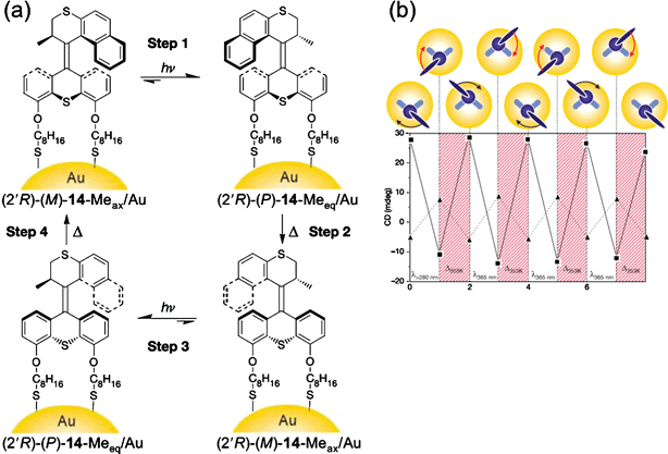 (a) Stepwise unidirectional rotation of the Au-nanoparticles functionalized with the corresponding dithiol 14 under alternating photochemical and thermal conditions. (b) Cyclic change in the CD intensity at 290 and 320 nm at each photochemical (λ > 280 nm and λ > 365 nm) and thermal (353 K) step indicating unidirectional rotation of 14. (Redrawn with permission from ref. 145. Copyright (2005) Nature Publishing Group.)