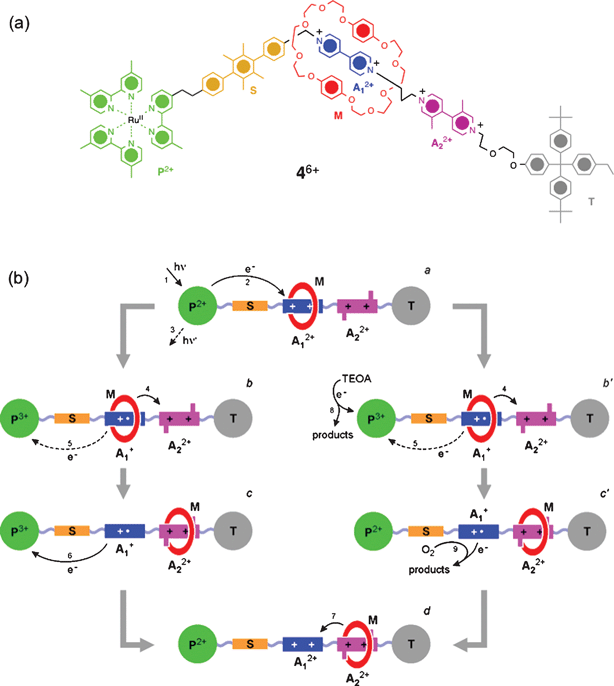 (a) Structural formula of a photoactive molecular abacus 46+ which is a constitutional isomer of the rotaxane36+. (b) Photo-driven switching process of 46+ in the presence of TEOA—sacrificial mechanism: 1) photosensitization of the Ru(ii) complex, 2) PET, 3) intrinsic decay, 4) forward movement of M, 5) BET—does not occur in the presence of TEOA, 6) charge recombination, 7) return of M to the A12+ unit, 8) reduction of the photogenerated P3+ unit by TEOA, 9) oxidation of the A1+radical cation back to A12+ by O2. (Redrawn with permission from ref. 64. Copyright (2006) CSIRO Publishing, http://www.publish.csiro.au/journals/ajc.)