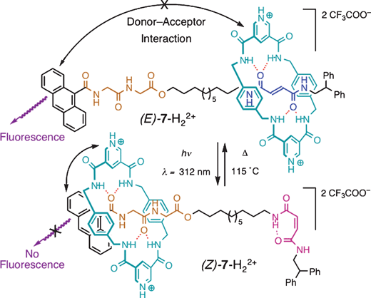 Photochemically and thermally controllable switching in the [2]rotaxane (E/Z)-7-H22+. Larger distance between the anthracene unit and the tetramide macrocycle prevents the fluorescence quenching of the anthracene unit, allowing it to fluoresce in the (E)-7-H22+ isomer. Photo-isomerization of the succinamide (E) unit to fumaramide (Z) drives the macrocycle to the Gly-Gly unit, quenching the anthracene fluorescence.