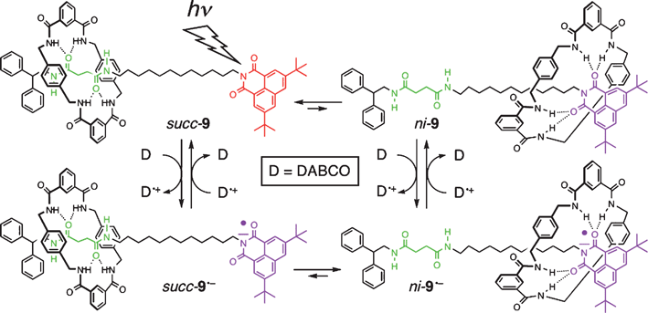 Photo-induced switching in the [2]rotaxane 9 in the presence of 1,4-diazabicyclo[2.2.2]octane (DABCO) as an external electron donor–acceptor reagent.